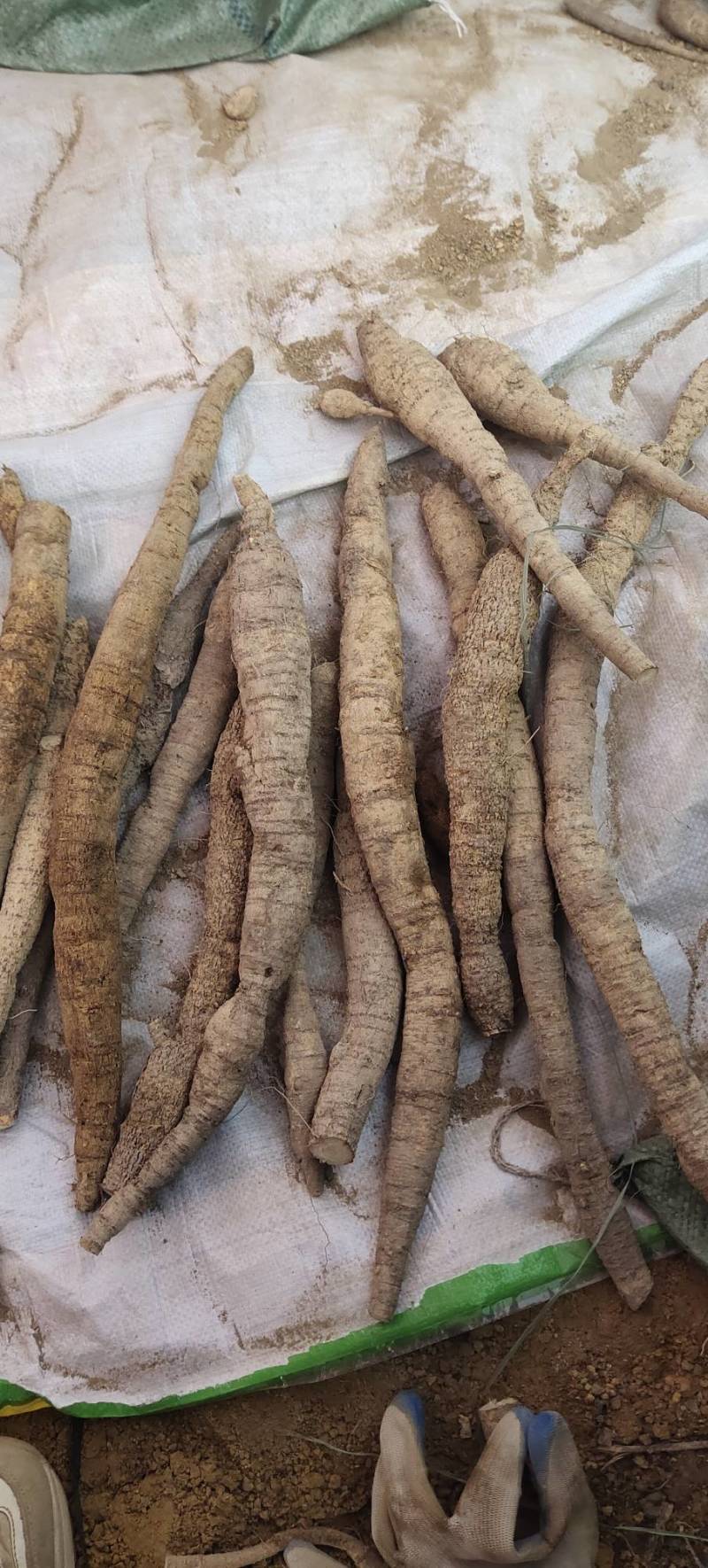 新鲜牛大力，中叶牛，小牛，中牛，大牛煲汤泡酒靓货口味甘甜