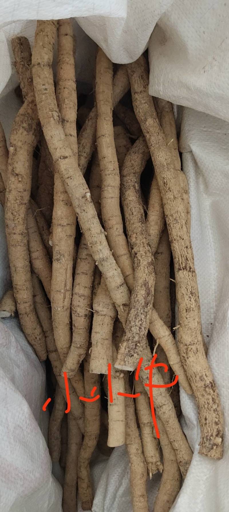 新鲜牛大力，中叶牛，小牛，中牛，大牛煲汤泡酒靓货口味甘甜