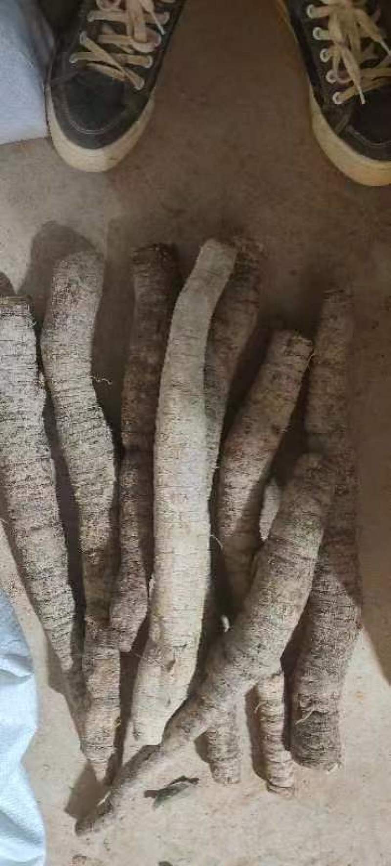 新鲜牛大力，中叶牛，小牛，中牛，大牛煲汤泡酒靓货口味甘甜