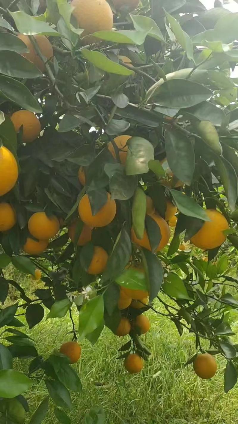 湖南江永夏橙，皮薄肉甜多汁，需要的老板联系