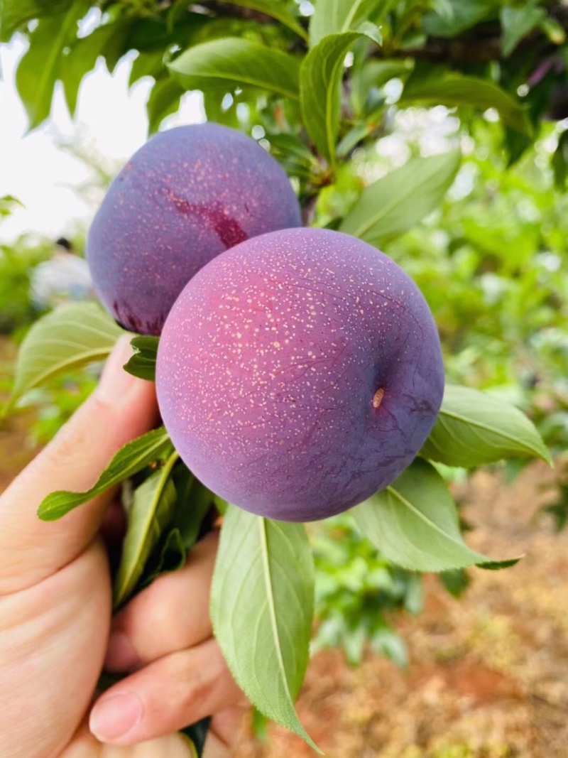 蜜李