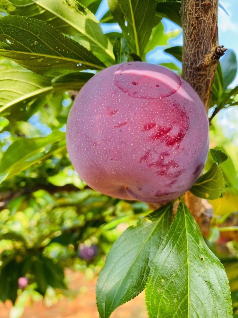 蜜李