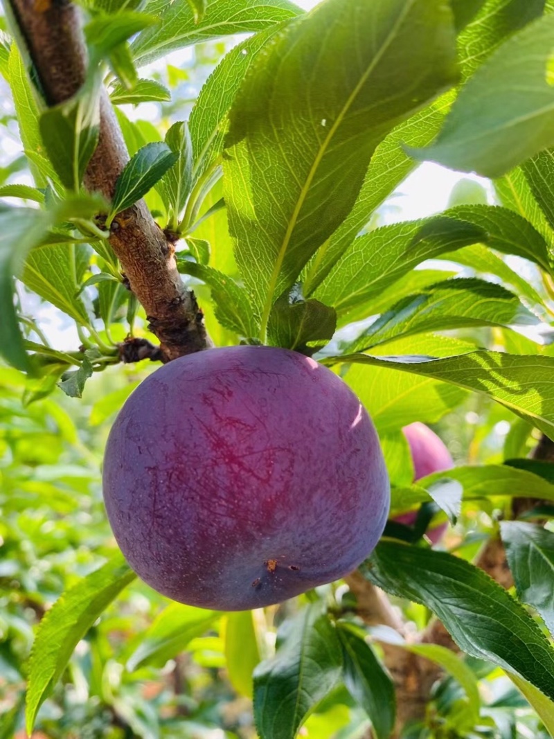 蜜李