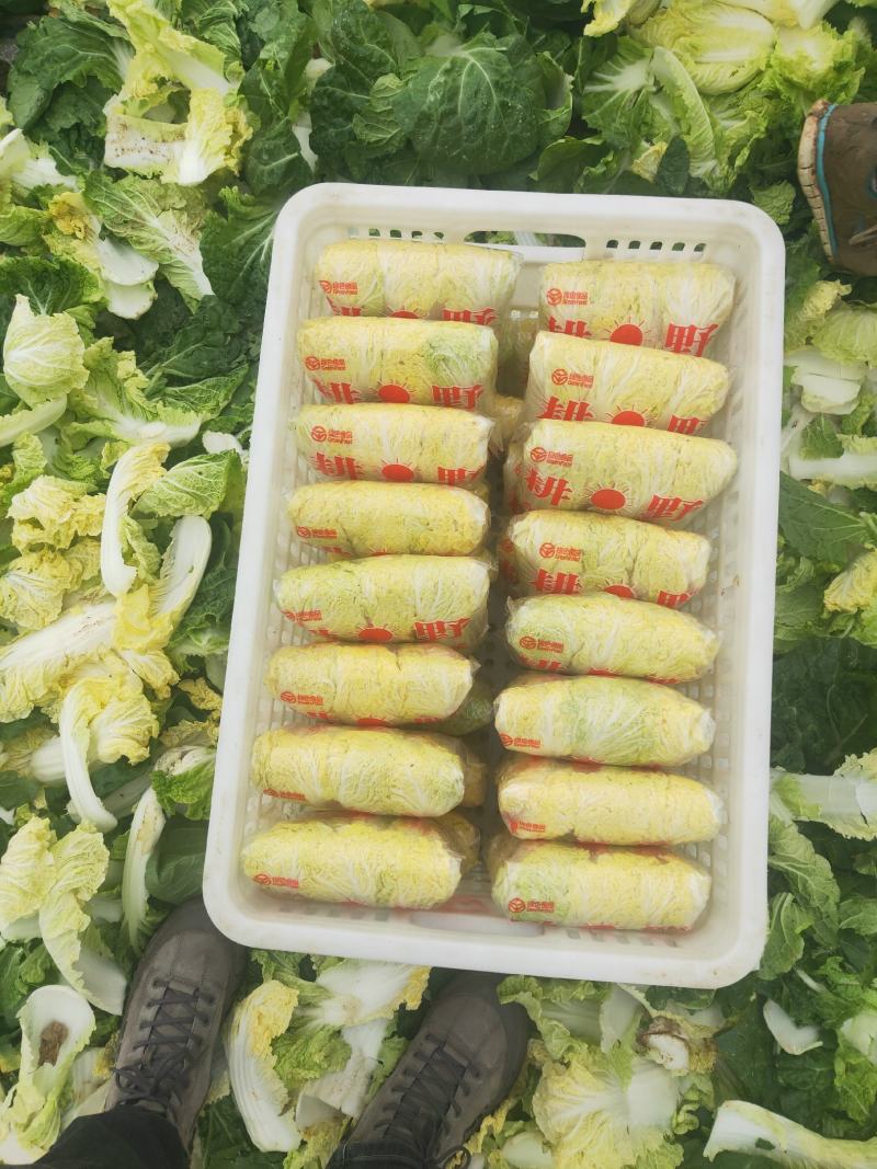 提供毛菜娃娃菜，大娃，小娃，各种精品包装