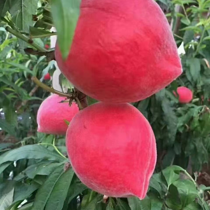 云南野生水蜜桃