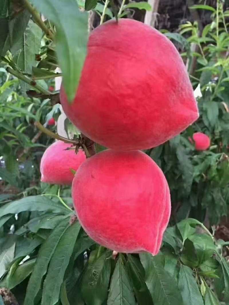 云南野生水蜜桃