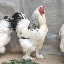 婆罗门鸡苗，二三个月婆罗门观赏鸡苗，婆罗门鸡大量现货