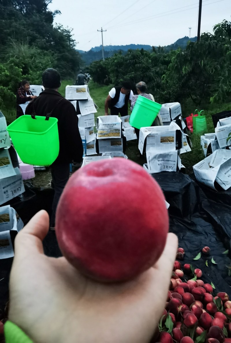 【诚信商家】四川龙泉驿水蜜桃，蜜桃产地直销，诚信经营