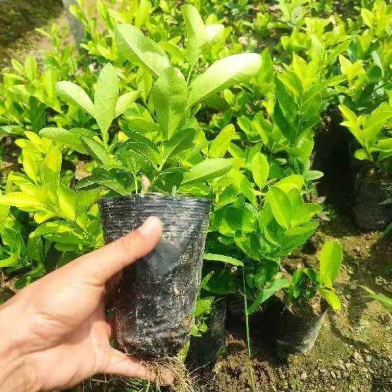 香水柠檬苗，，广东第一代香水柠檬苗，高压苗，插枝苗，枝条