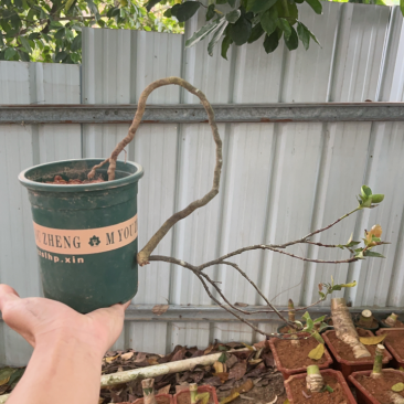 精品海岛龙船花大量熟桩10颗起批