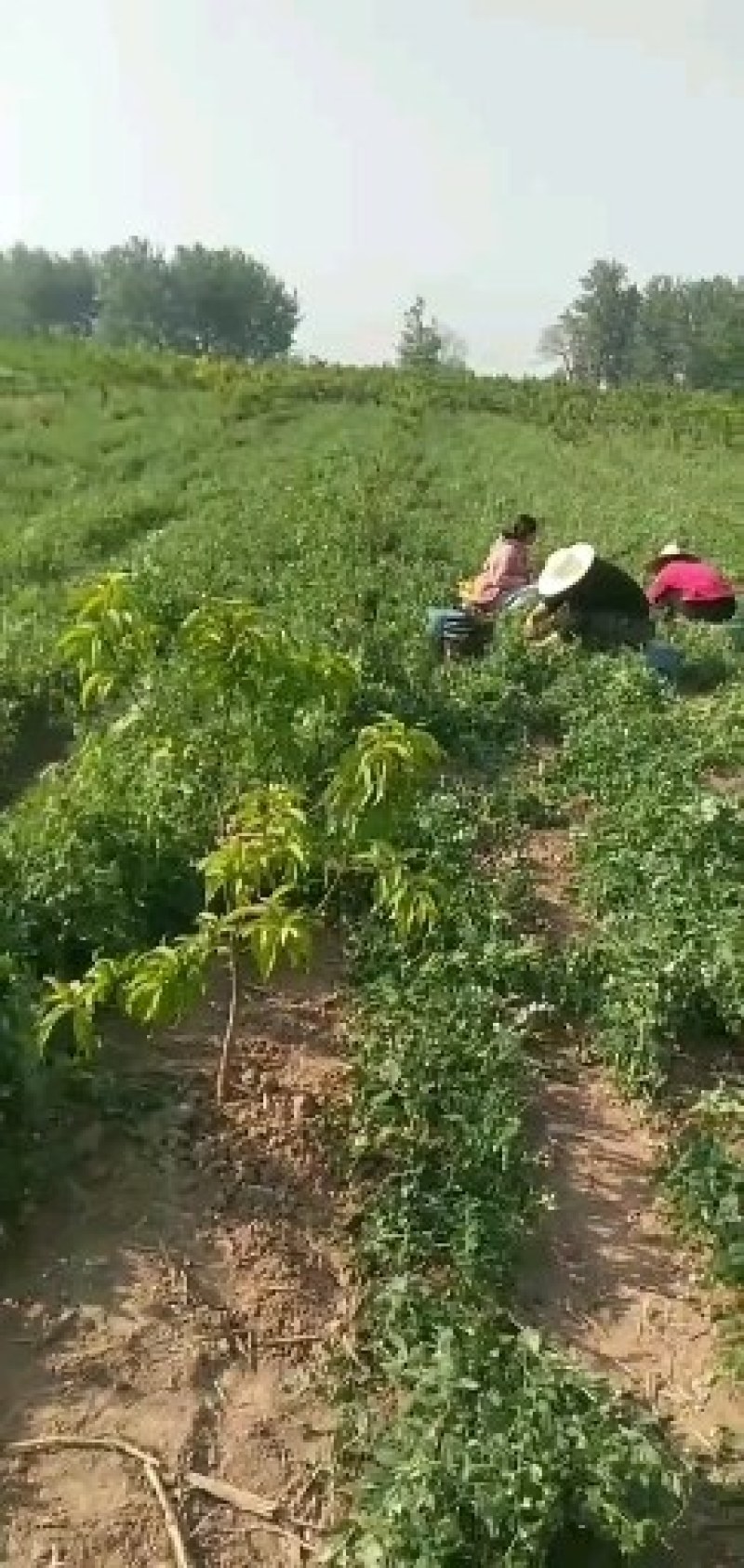 豌豆角盛产基地