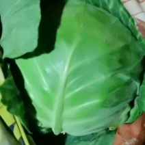 河北精品甘蓝圆包菜大量上市，产地直发质量优良，欢迎来电咨询