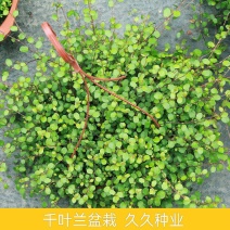 千叶兰盆栽花苗婚纱吊兰观叶植物多年生垂吊绿植四季常青大盆