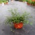 千叶兰盆栽花苗婚纱吊兰观叶植物多年生垂吊绿植四季常青大盆