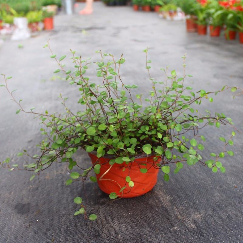 千叶兰盆栽花苗婚纱吊兰观叶植物多年生垂吊绿植四季常青大盆