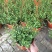 千叶兰盆栽花苗婚纱吊兰观叶植物多年生垂吊绿植四季常青大盆
