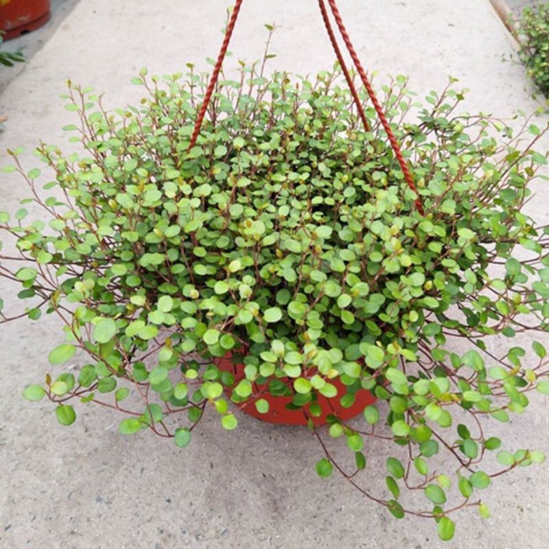 千叶兰盆栽花苗婚纱吊兰观叶植物多年生垂吊绿植四季常青大盆