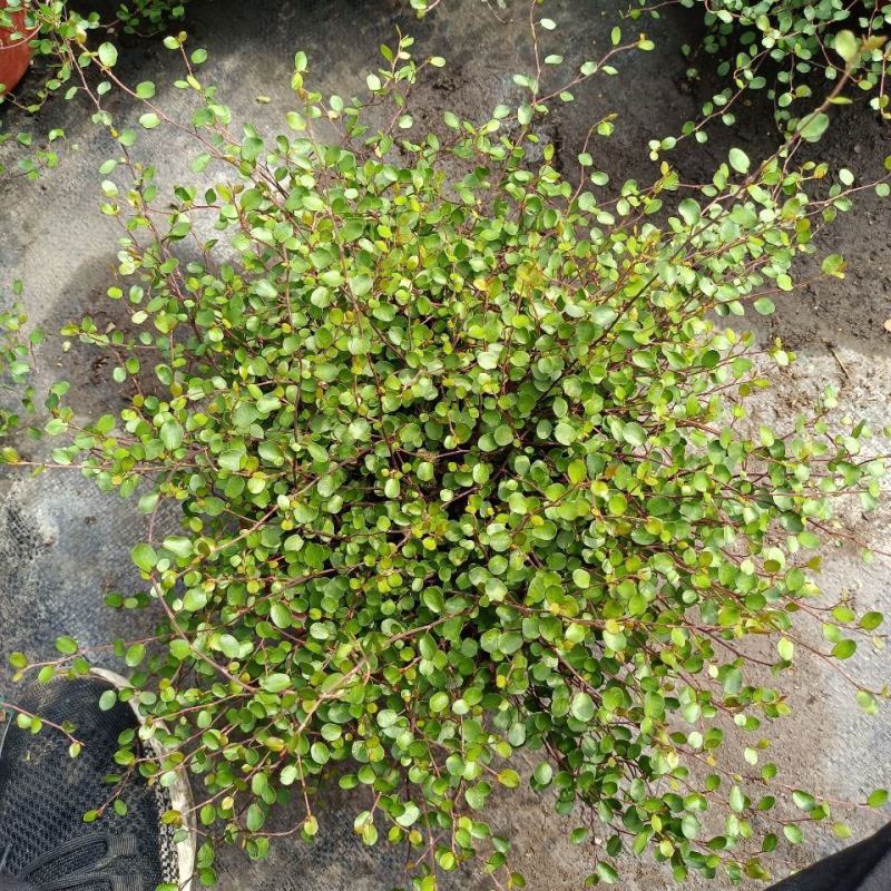 千叶兰盆栽花苗婚纱吊兰观叶植物多年生垂吊绿植四季常青大盆
