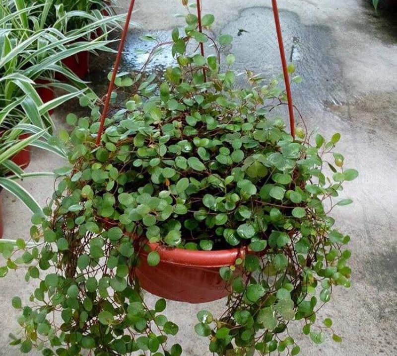 千叶兰盆栽花苗婚纱吊兰观叶植物多年生垂吊绿植四季常青大盆