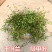 千叶兰盆栽花苗婚纱吊兰观叶植物多年生垂吊绿植四季常青大盆