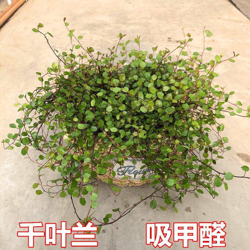 千叶兰盆栽花苗婚纱吊兰观叶植物多年生垂吊绿植四季常青大盆