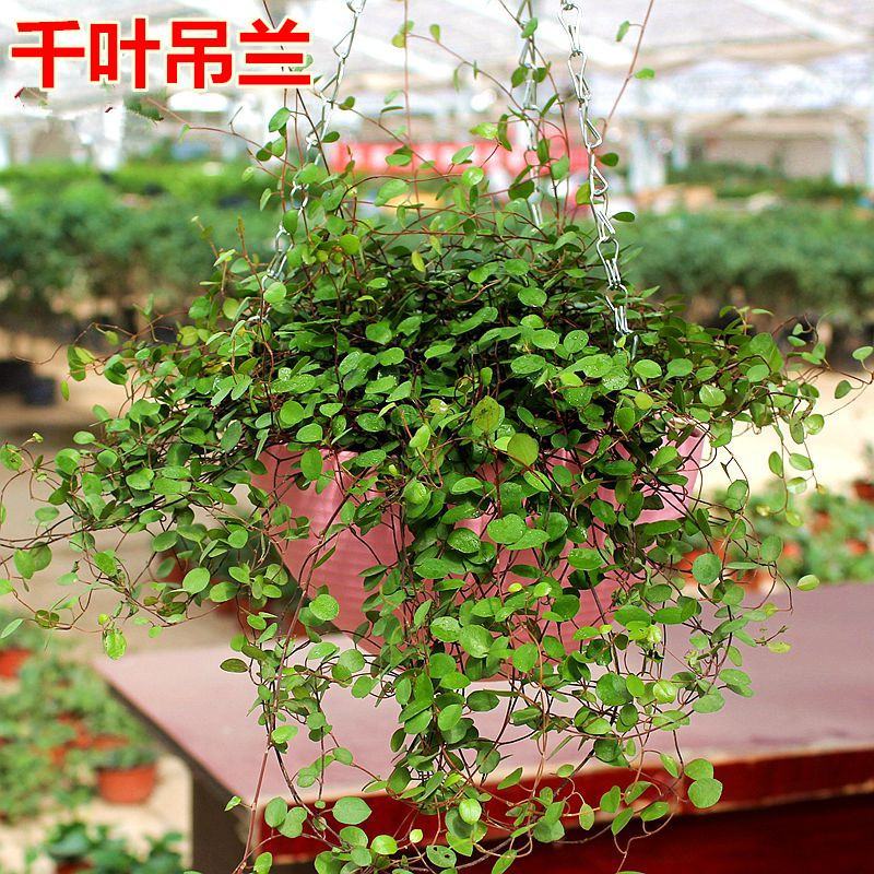 千叶兰盆栽花苗婚纱吊兰观叶植物多年生垂吊绿植四季常青大盆