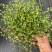 千叶兰盆栽花苗婚纱吊兰观叶植物多年生垂吊绿植四季常青大盆