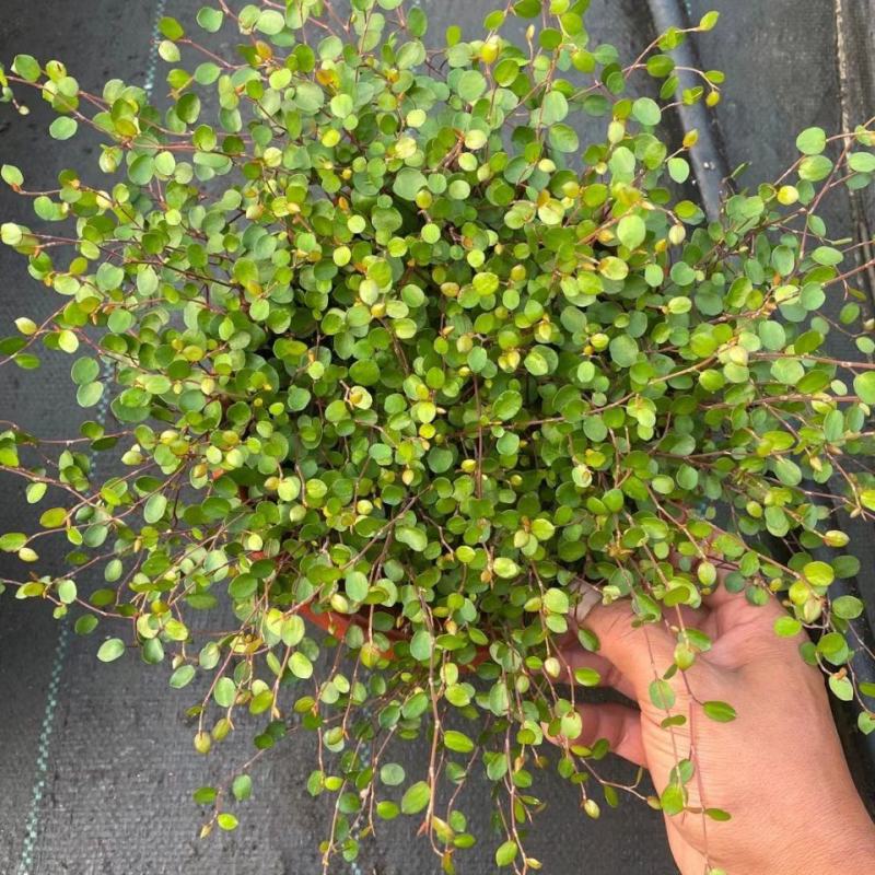 千叶兰盆栽花苗婚纱吊兰观叶植物多年生垂吊绿植四季常青大盆