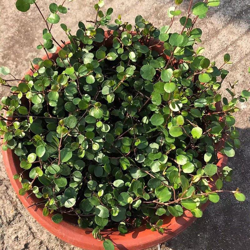 千叶兰盆栽花苗婚纱吊兰观叶植物多年生垂吊绿植四季常青大盆