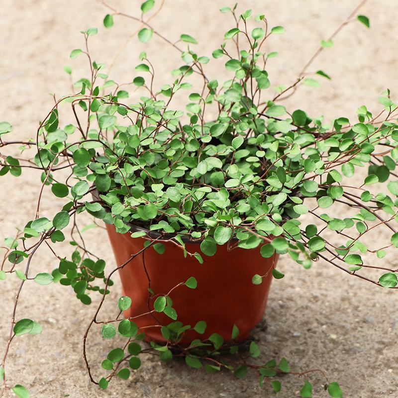 千叶兰盆栽花苗婚纱吊兰观叶植物多年生垂吊绿植四季常青大盆