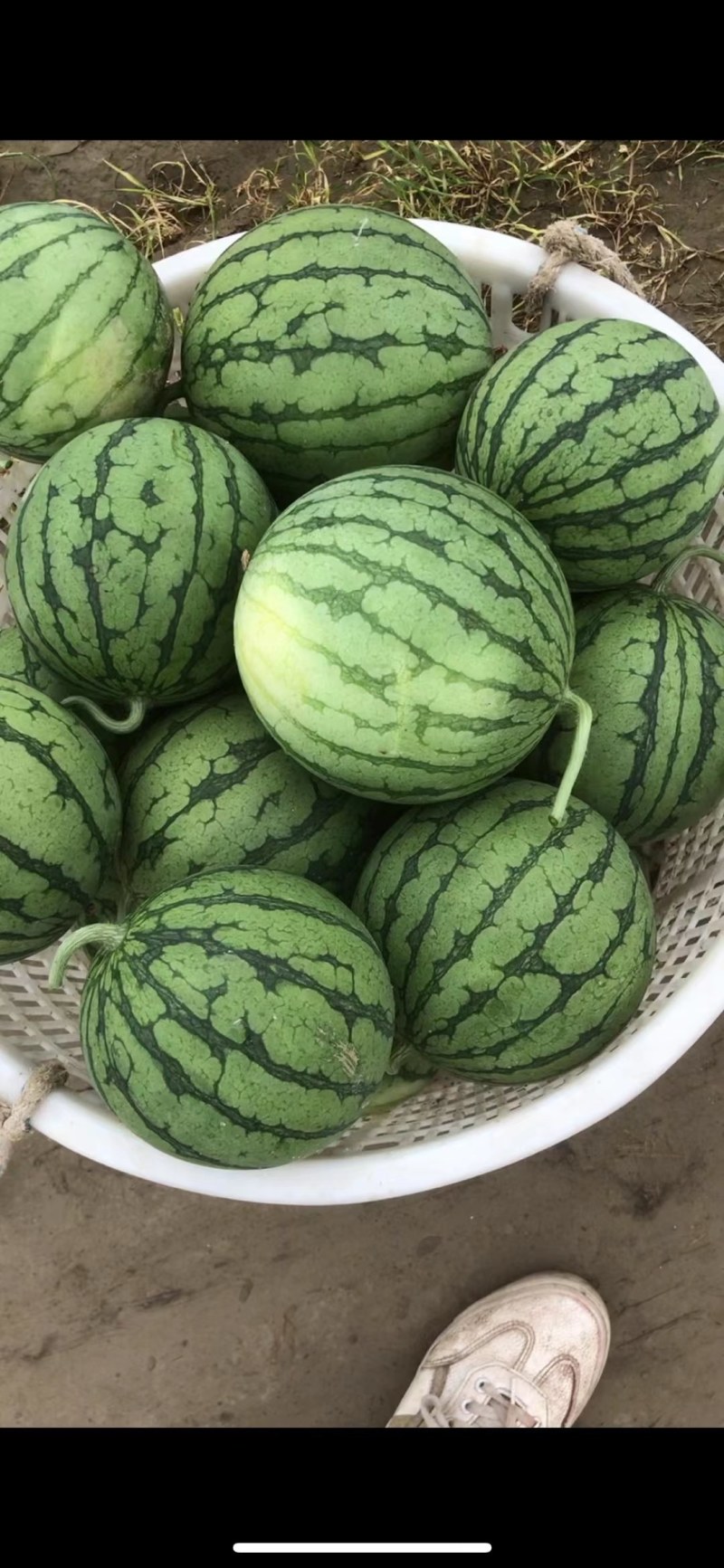 美都，8424，早春红玉，甘美皇，大量成熟