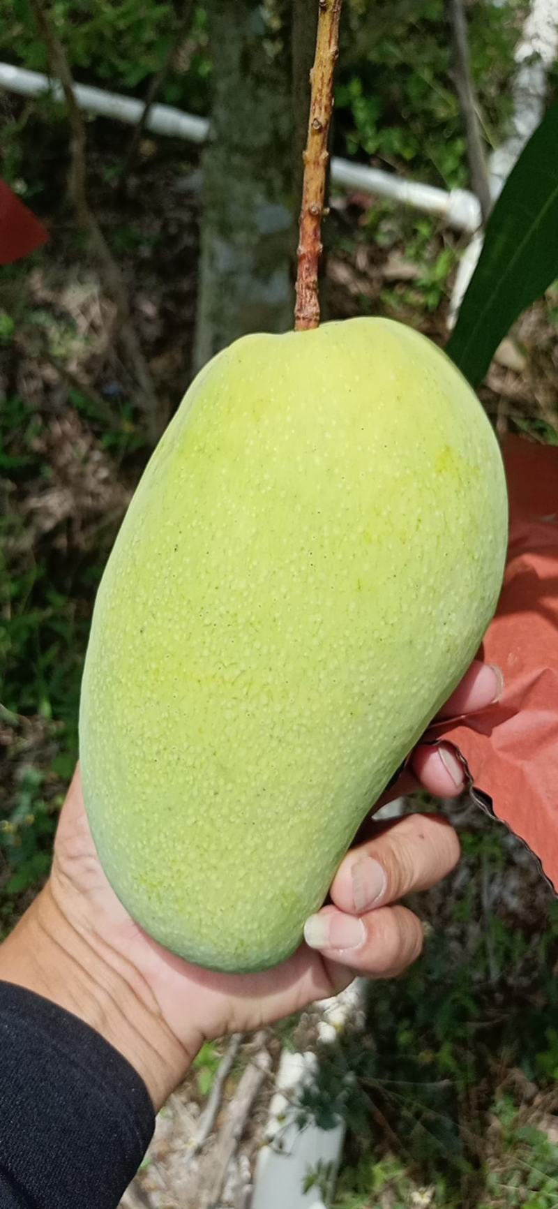 海南东方各种水果
