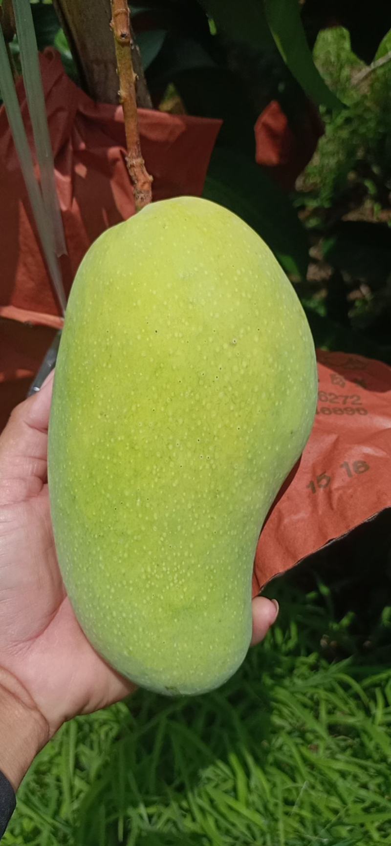 海南东方各种水果
