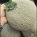 精品网纹密瓜玫珑鲁厚甜大量上市软糯香甜一手货源