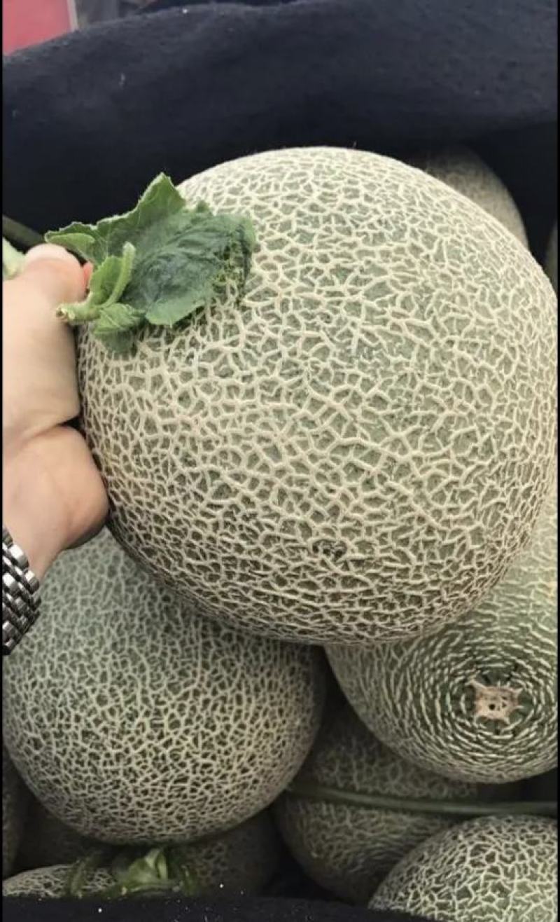 精品网纹密瓜玫珑鲁厚甜大量上市软糯香甜一手货源
