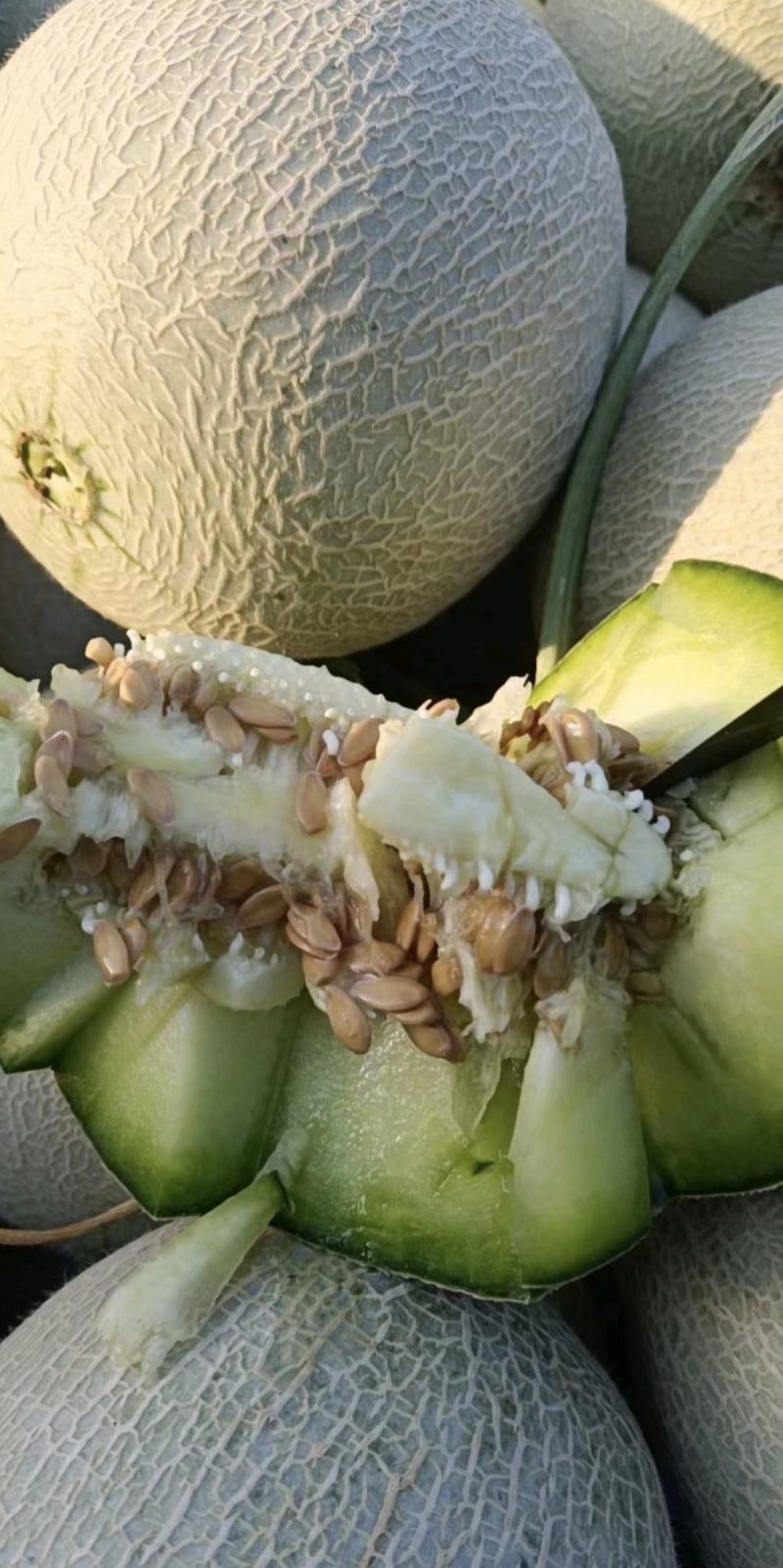 精品网纹密瓜玫珑鲁厚甜大量上市软糯香甜一手货源