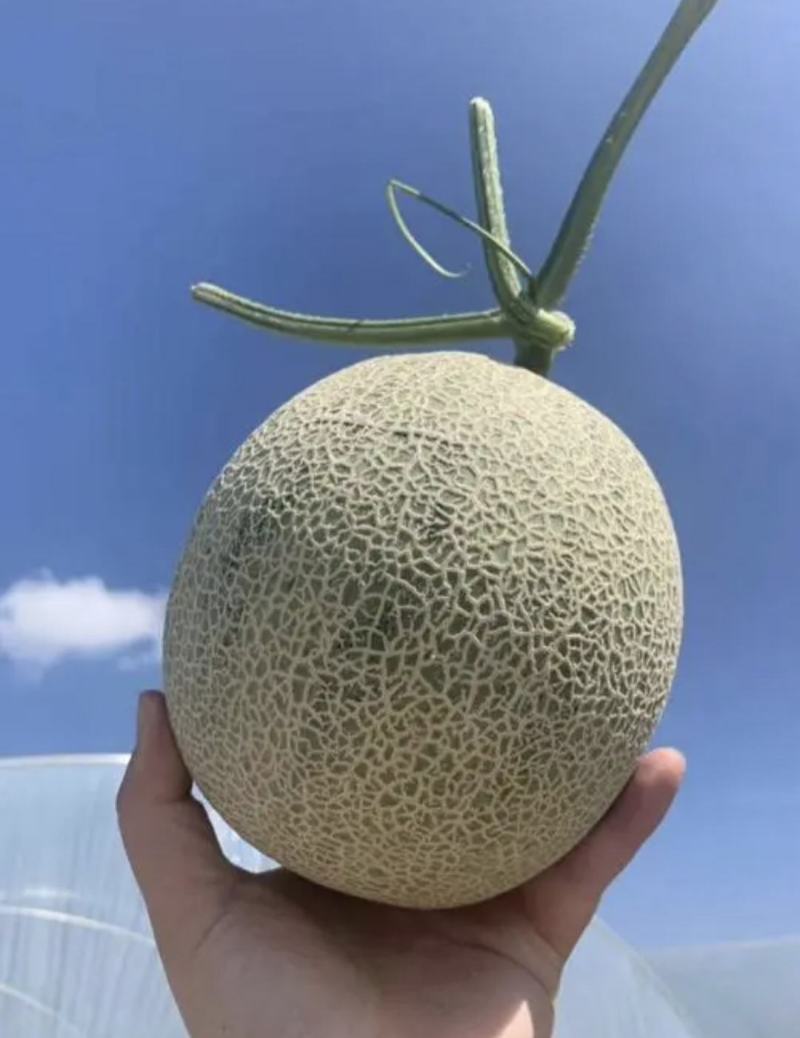 精品网纹密瓜玫珑鲁厚甜大量上市软糯香甜一手货源