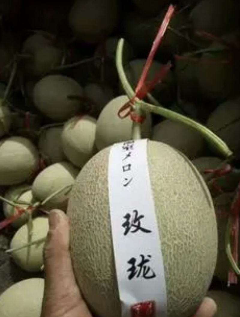 精品网纹密瓜玫珑鲁厚甜大量上市软糯香甜一手货源