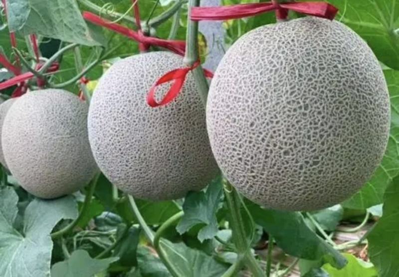 精品网纹密瓜玫珑鲁厚甜大量上市软糯香甜一手货源