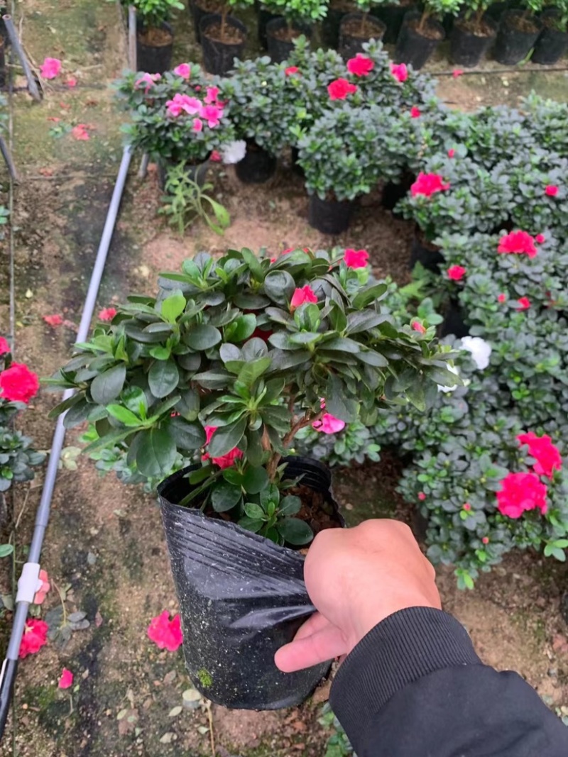 西洋杜鹃，福建龙岩永福基地批发，工程货，多棵组