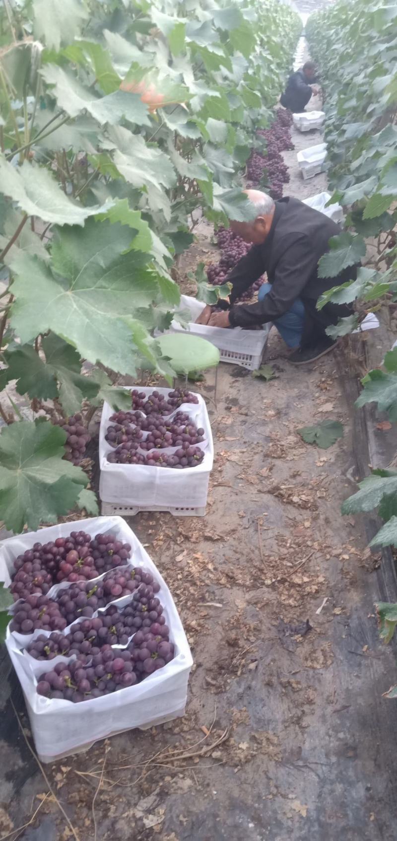 早熟红无亥，夏黑，大量上市，等各种葡萄，万亩葡萄基地