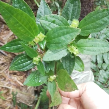 风柜斗草种草药