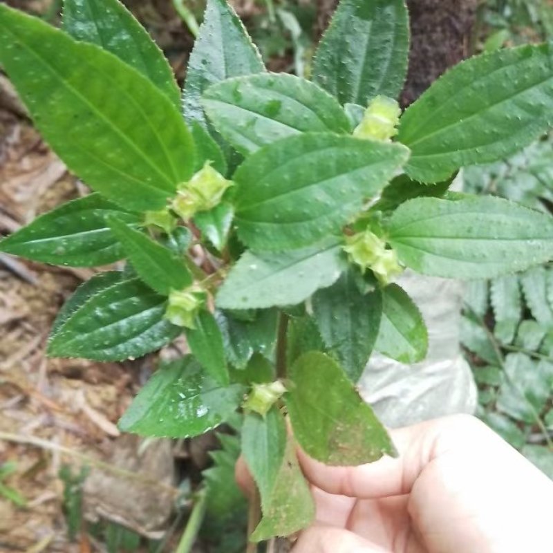 风柜斗草种草药