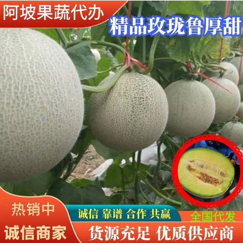 精品网纹密瓜玫珑鲁厚甜大量上市软糯香甜一手货源
