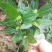 风柜斗草种草药