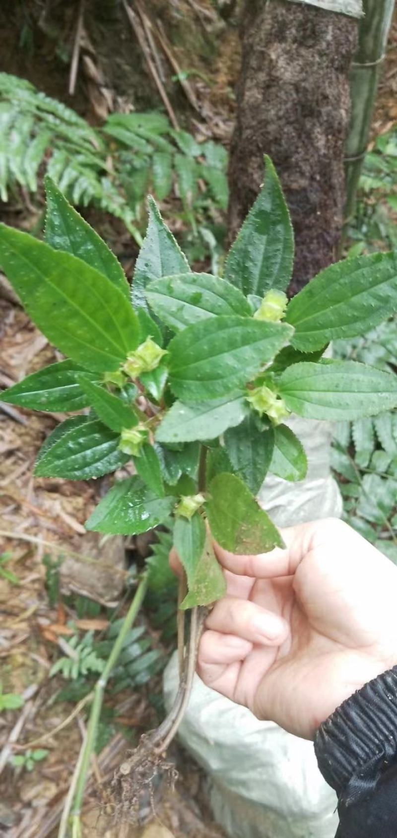 风柜斗草种草药