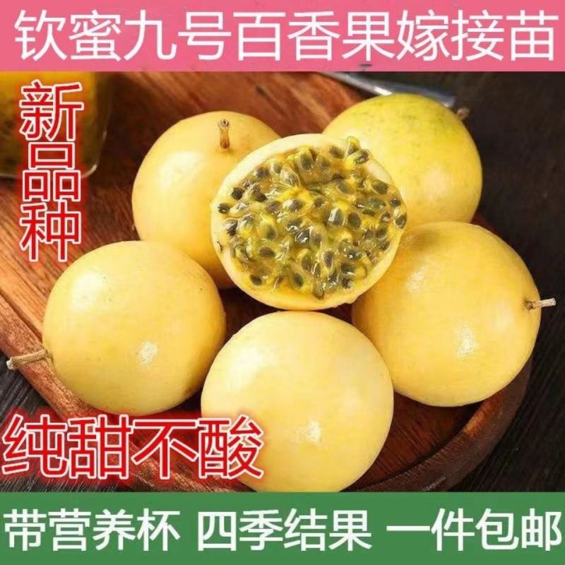 优质黄金百香果苗，钦蜜九号嫁接苗拖病毒苗，种植成活率高