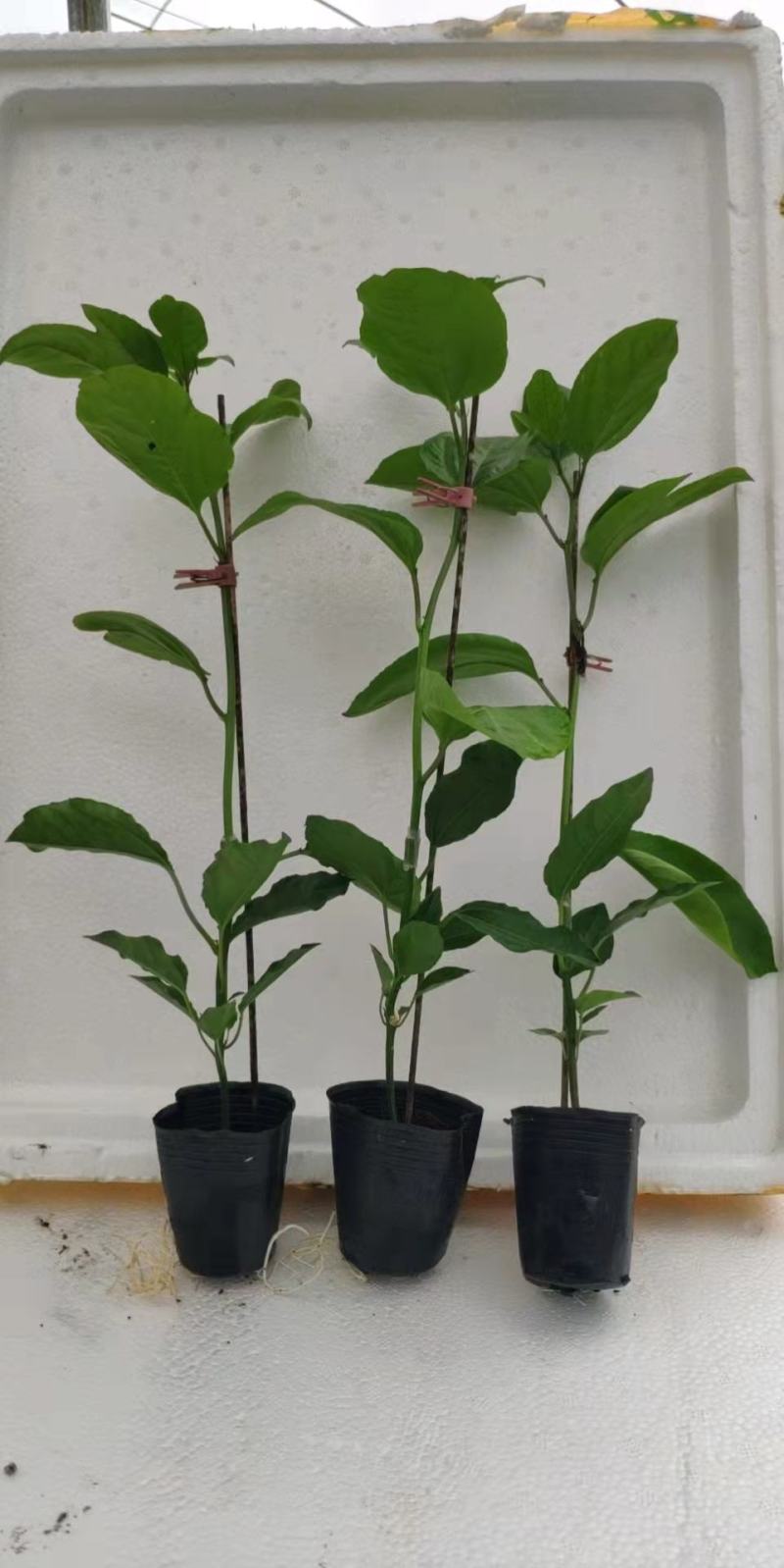 优质黄金百香果苗，钦蜜九号嫁接苗拖病毒苗，种植成活率高