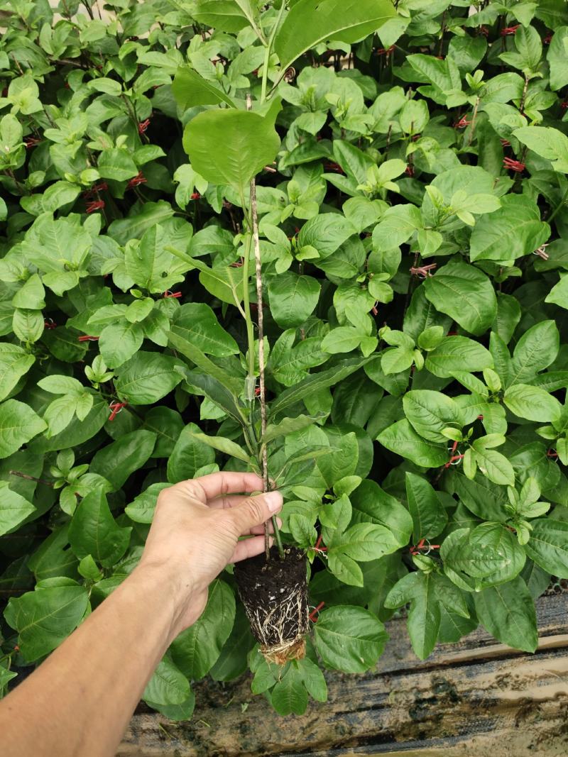 优质黄金百香果苗，钦蜜九号嫁接苗拖病毒苗，种植成活率高