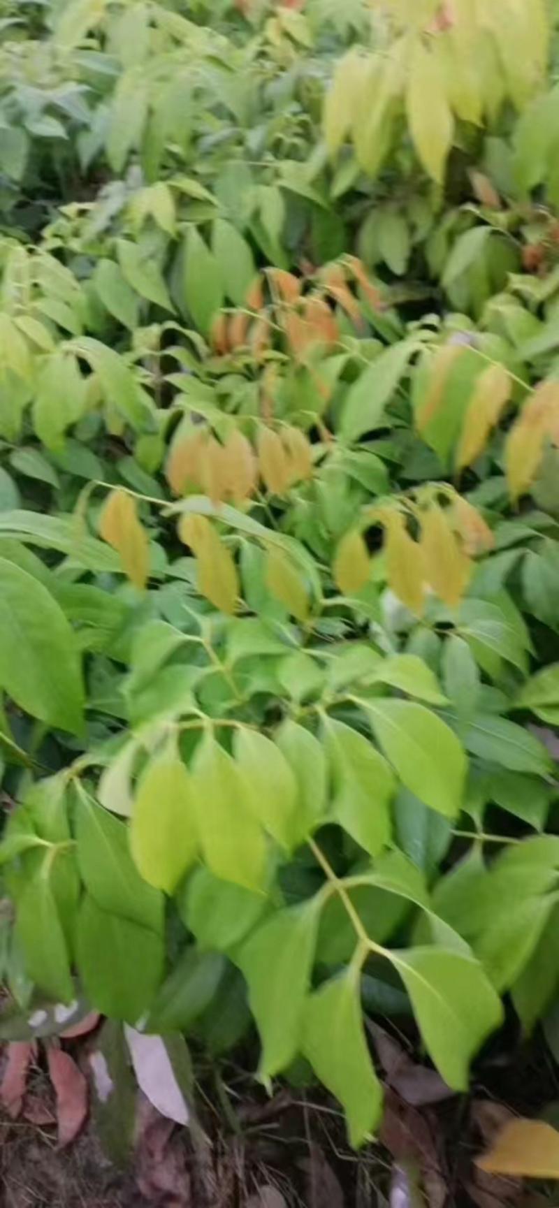 灵山荔枝苗，正品桂花香早熟品种，产量高庭院可种植